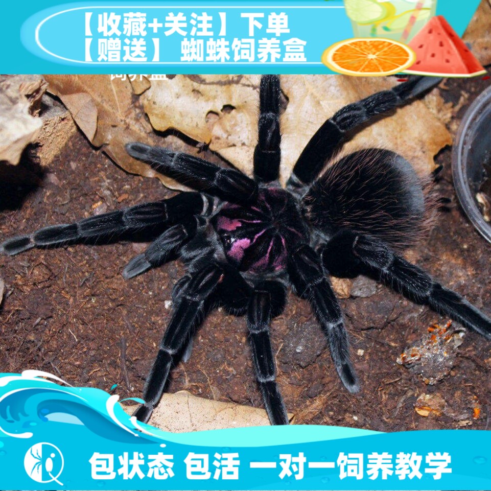 亚马逊镭射亚镭高端镭射大型蜘蛛