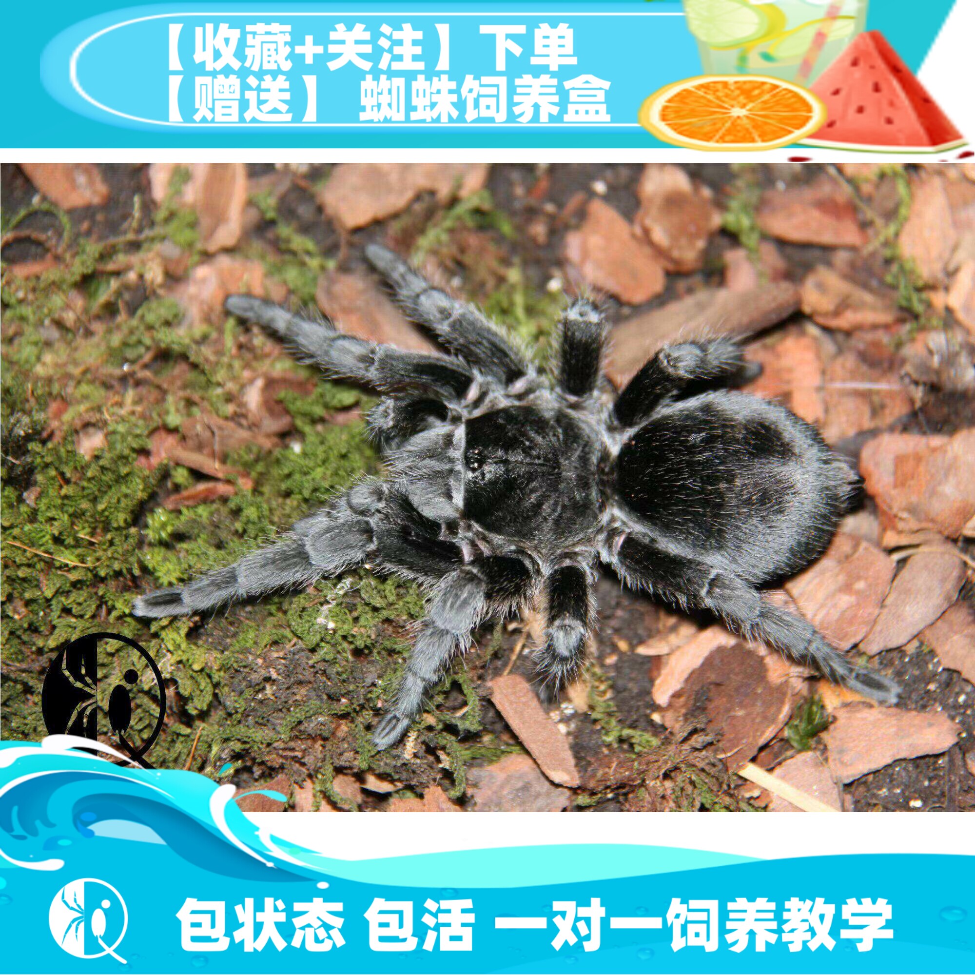 巴西黑丝绒成母捕鸟蛛