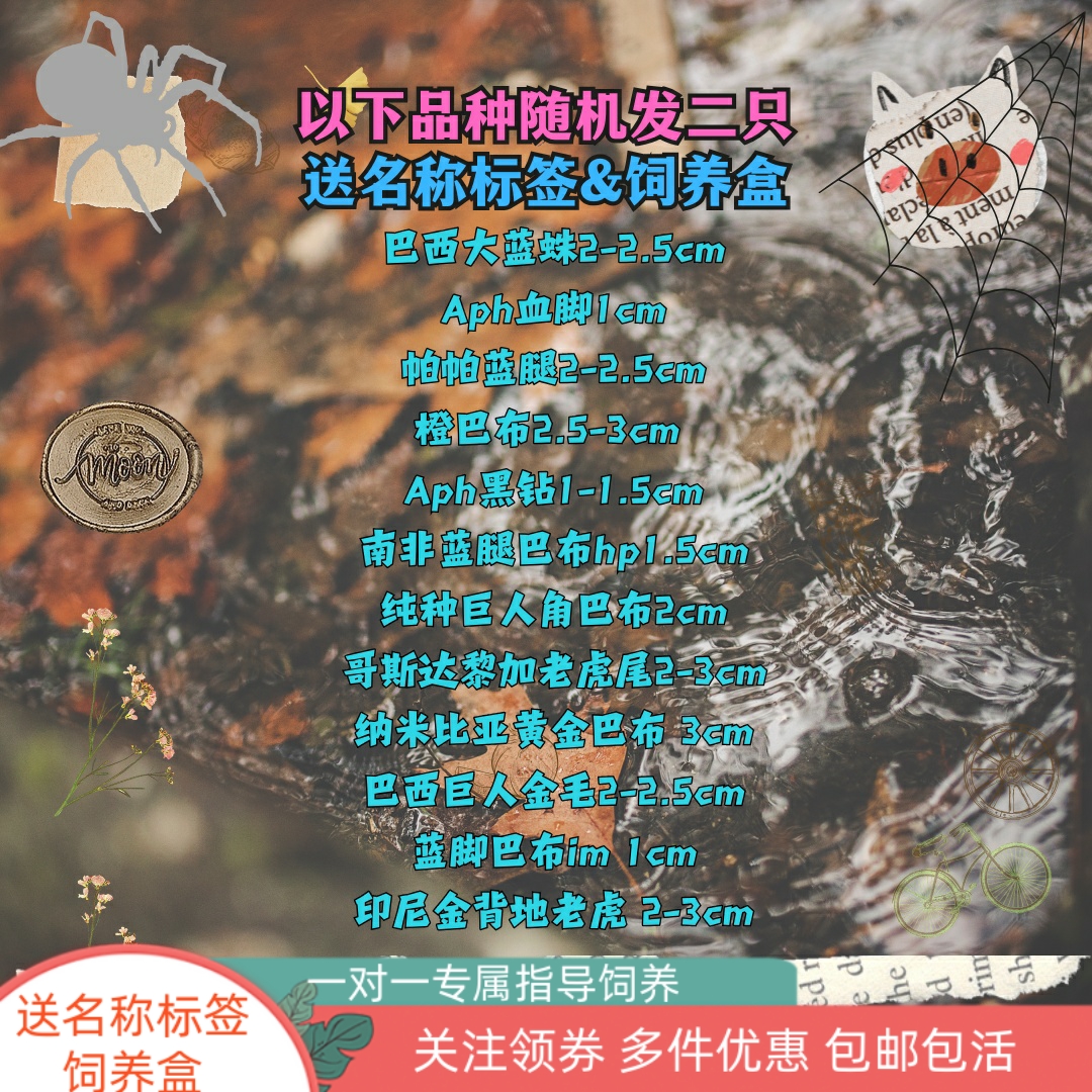 蜘蛛福袋新手入门金直间白七蓝腿