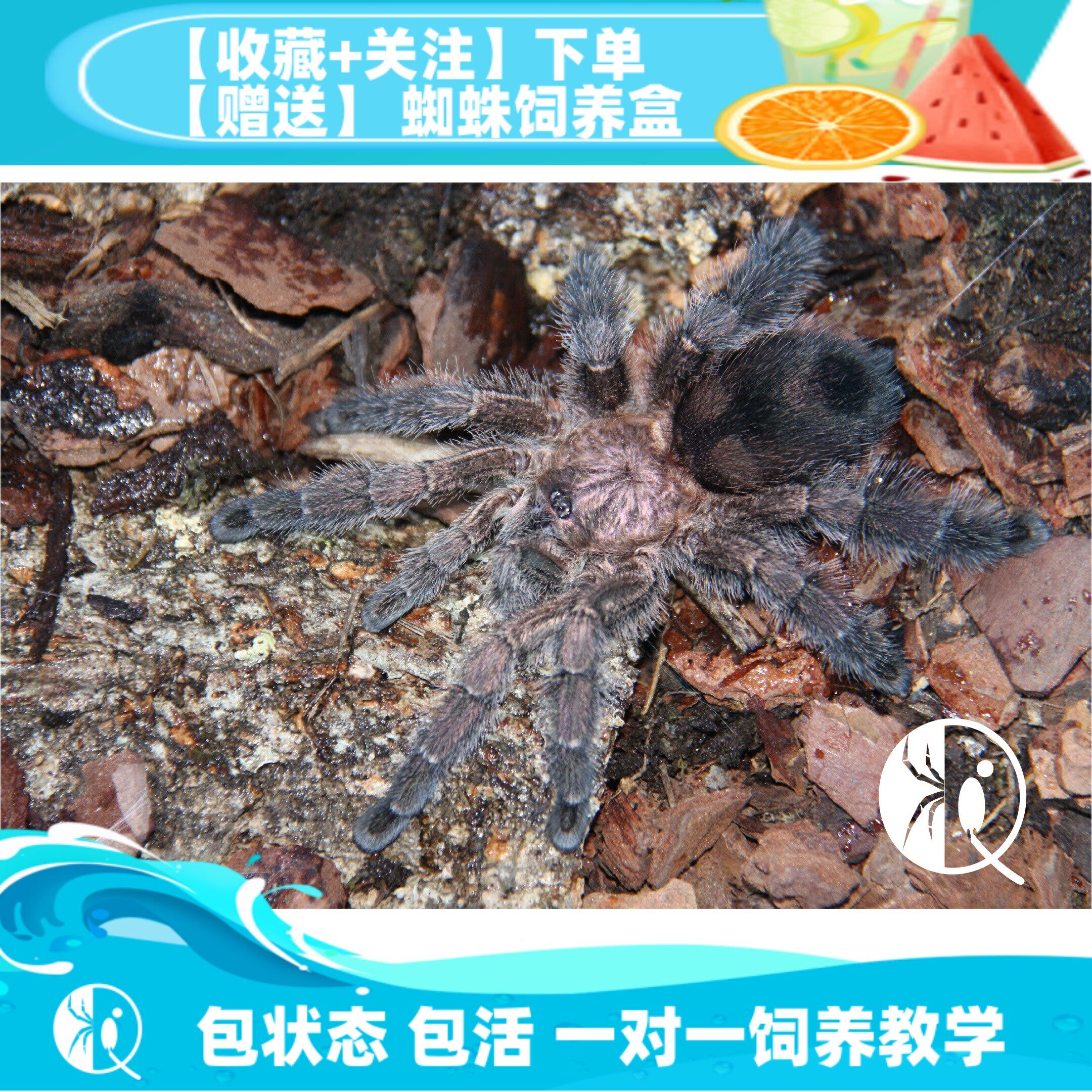 【祁one】厄瓜多尔蓝紫粉趾苗子公母包邮紫色漂亮经典粉趾蜘蛛