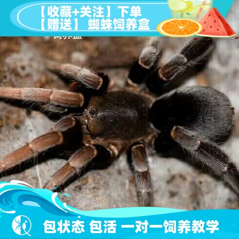 【祁one】印尼龙目粗腿 冷门收藏高端稀有双拼色粗腿捕鸟蛛宠物