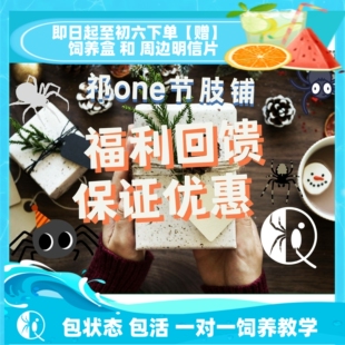 【祁one】蜘蛛捕鸟蛛宠物蜘蛛金直间火玫瑰所罗门爬宠优惠组合