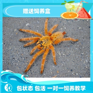 非洲烈烈阳巴布C8橙巴布黄色成体活好养蜘蛛栖盘丝大仙 祁one