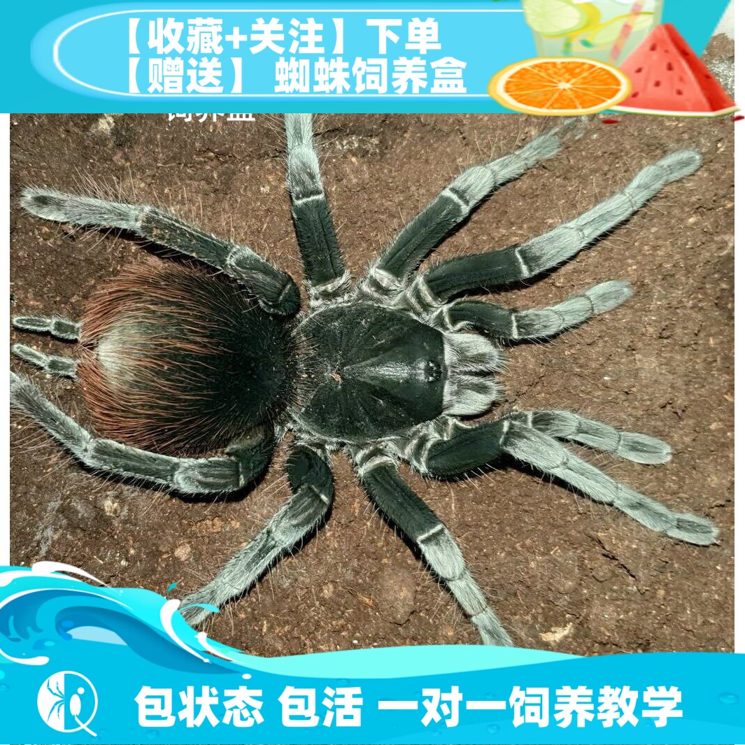 【祁one】美洲钢铁蓝 美钢 大型捕鸟蛛宠物蜘蛛活体高端pam属南美