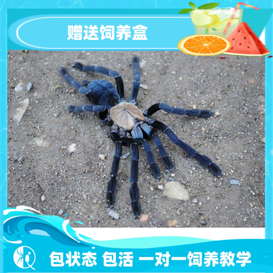 印尼金背地老虎幼体包邮凶猛漂亮