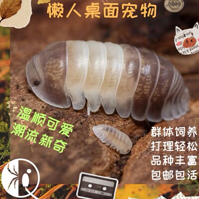 【祁one】鼠妇宠物西瓜虫熊猫王懒人桌面学生寝室鸣虫活体爬宠