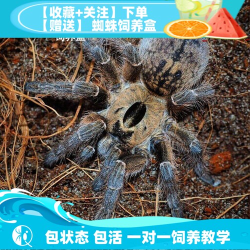 【祁one】纯种巨人角巴布WF个体 高端角巴布收藏捕鸟蛛品种 - 封面