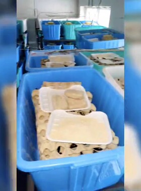 爬宠昆虫高蛋白高维养殖饲料杜比亚蟑螂樱桃红蟋蟀面包虫大麦虫