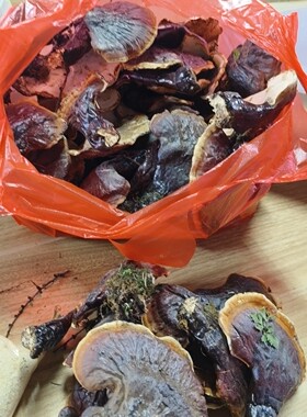 灵芝   拍前联系主播  已直播间为准