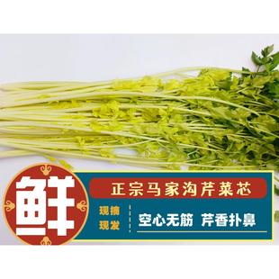 平度马家沟芹菜山东青岛特产空心大叶黄新鲜蔬菜玻璃脆嫩芯包邮