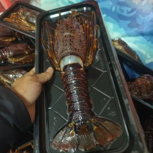 论只卖0.5-1斤冷冻澳龙虾仔 青龙仔生猛海鲜 小澳龙  南非龙虾仔