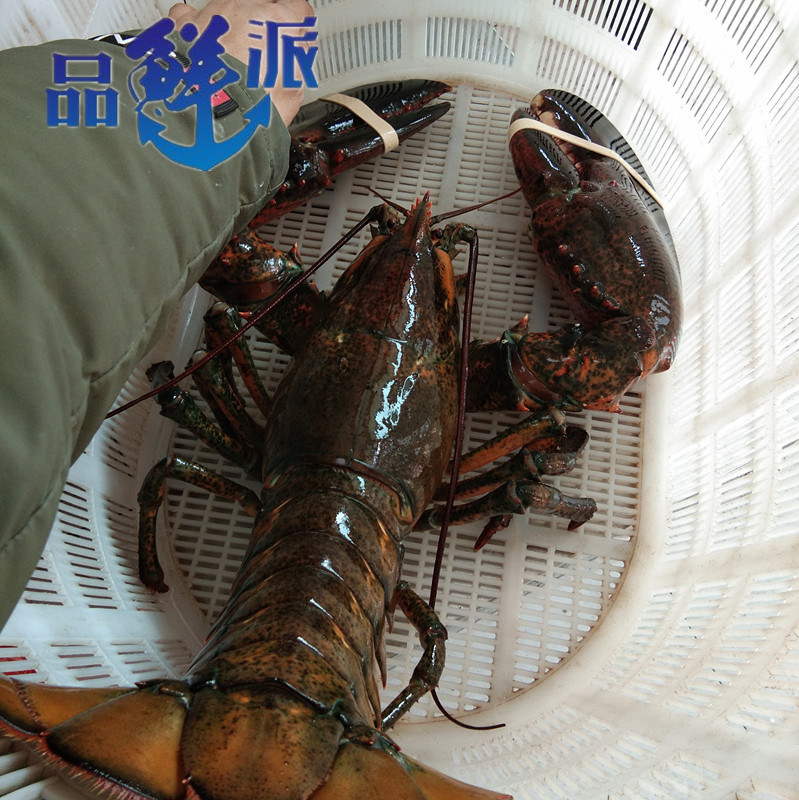大波龙鲜冻生冻包邮波斯顿龙虾
