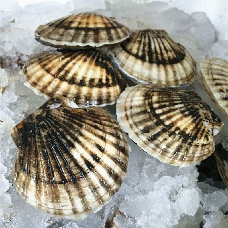 150g大连獐子岛扇贝蒜蓉粉丝扇贝鲜活元贝大扇贝生蚝水产