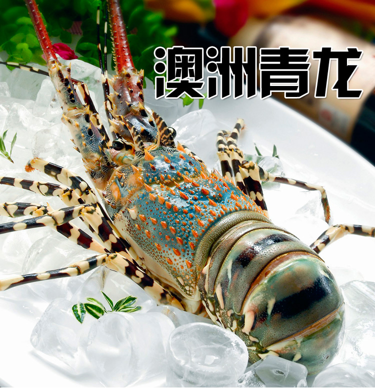 生猛海鲜大龙虾生冻 澳洲青龙虾  大花龙 澳龙 青龙海鲜礼盒