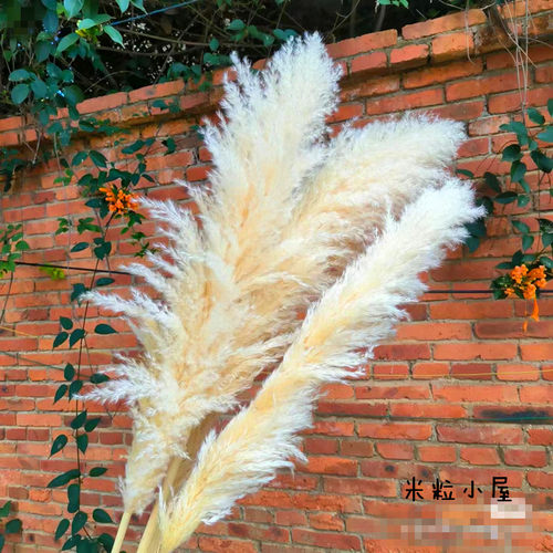 特价清仓芦苇蒲苇干花家居客厅阳台花束摆设婚庆拍摄道具真花花束