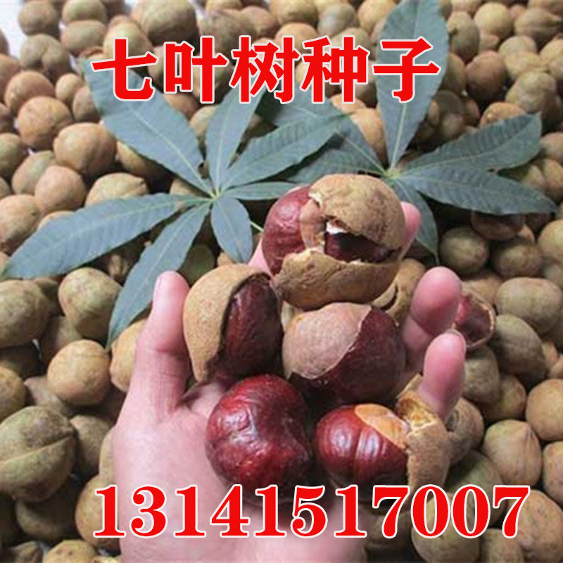 红花七叶树种子梭椤树 梭椤子 天师栗 开心果白花七叶树林木种籽