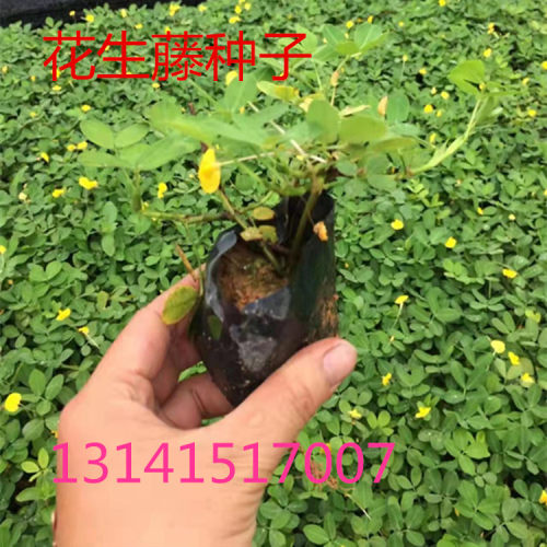 蔓花生质量怎么样 蔓花生口碑怎么样 小麦优选