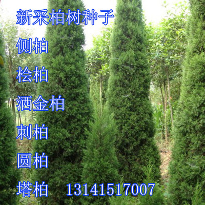 墓地柏树塔柏圆柏林木种子