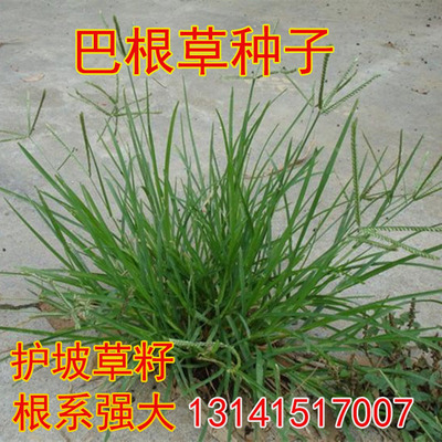 种子护坡野生工程绿化牛筋草