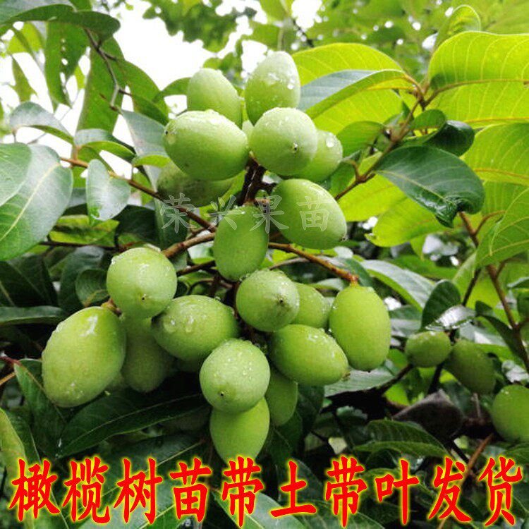 甜橄榄树树苗黑橄榄苗嫁接黄橄榄青橄榄水果榄四季太平洋橄榄带土图片