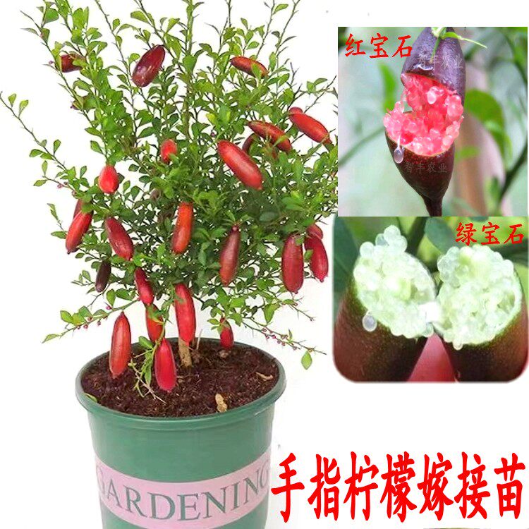手指柠檬树苗红香槟绿宝石澳洲手指柠檬嫁接苗盆栽指橙苗带土种植