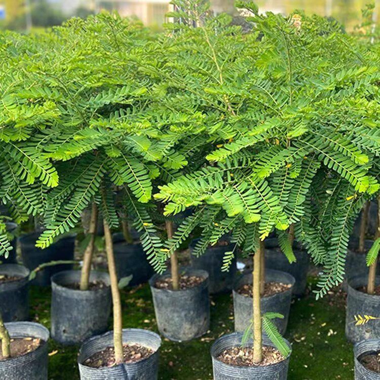 甜油甘果苗果树油甘果苗嫁接甜橄榄苗南北方种植庭院盆栽带土发货