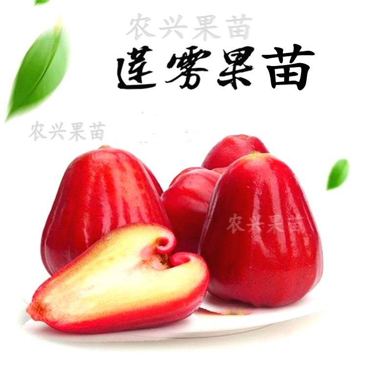 带土莲雾树苗嫁接台湾黑糖芭比黑金刚南方果苗庭院地栽当年结果