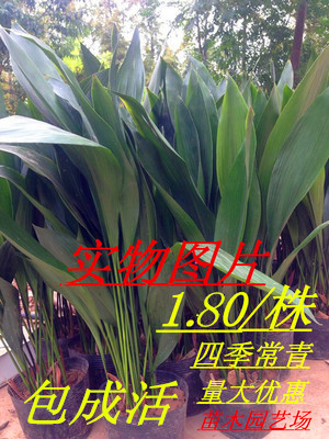 花卉盆栽 四季常绿 叶形优美 一叶兰 是理想的室内美化净化植物图片