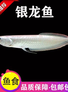 银龙鱼活体大中型热带观赏鱼鱼缸宠物淡水风水鱼发财鱼金龙鱼龙鱼