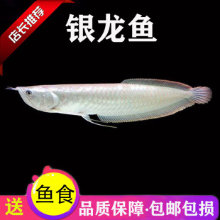 银龙鱼活体大中型热带观赏鱼鱼缸宠物淡水风水鱼发财鱼金龙鱼龙鱼