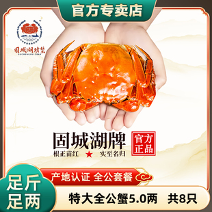 特大现货正宗固城湖大闸蟹全公蟹5.0两8只装 活蟹直发 官方正品