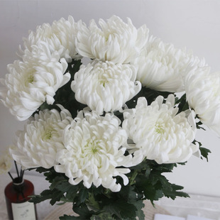 菊花鲜花新鲜白菊黄菊鲜切现摘现发江苏基地直发花苞花头鲜花速递