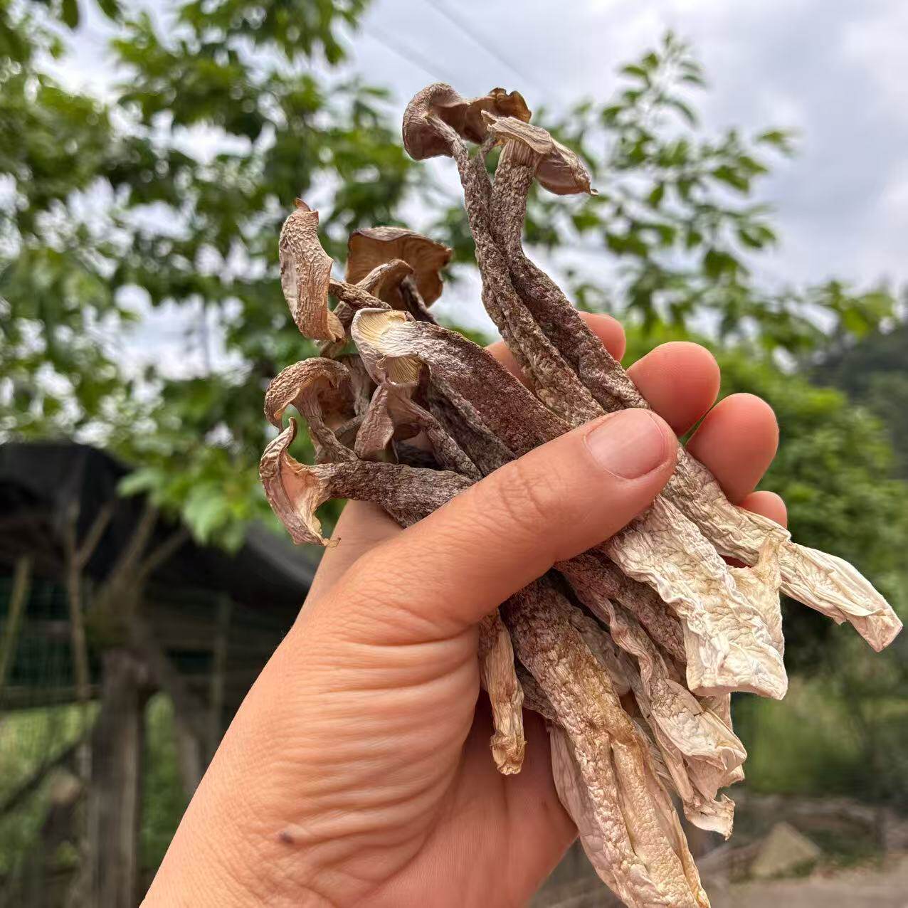 【燕麦行游】重庆石柱特产鹿茸菇干货鹿茸菌菇批发鹿耳菇新货