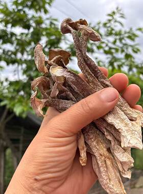 【燕麦行游】重庆石柱特产鹿茸菇干货鹿茸菌菇批发鹿耳菇新货