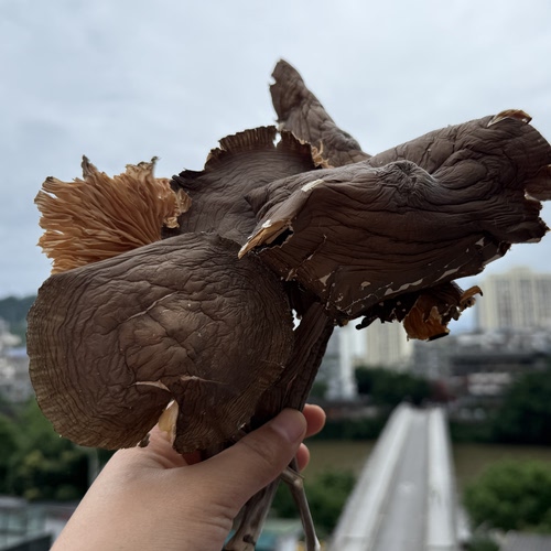 鸡枞菌干货农家特产深山采摘食用菌子山珍美味