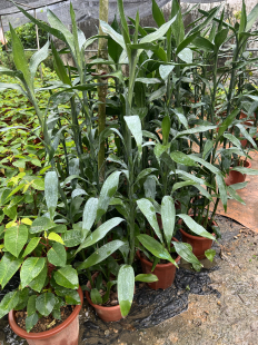 大叶富贵竹土培盆栽水培金边富贵竹一盆5颗带土带原盆发货易活