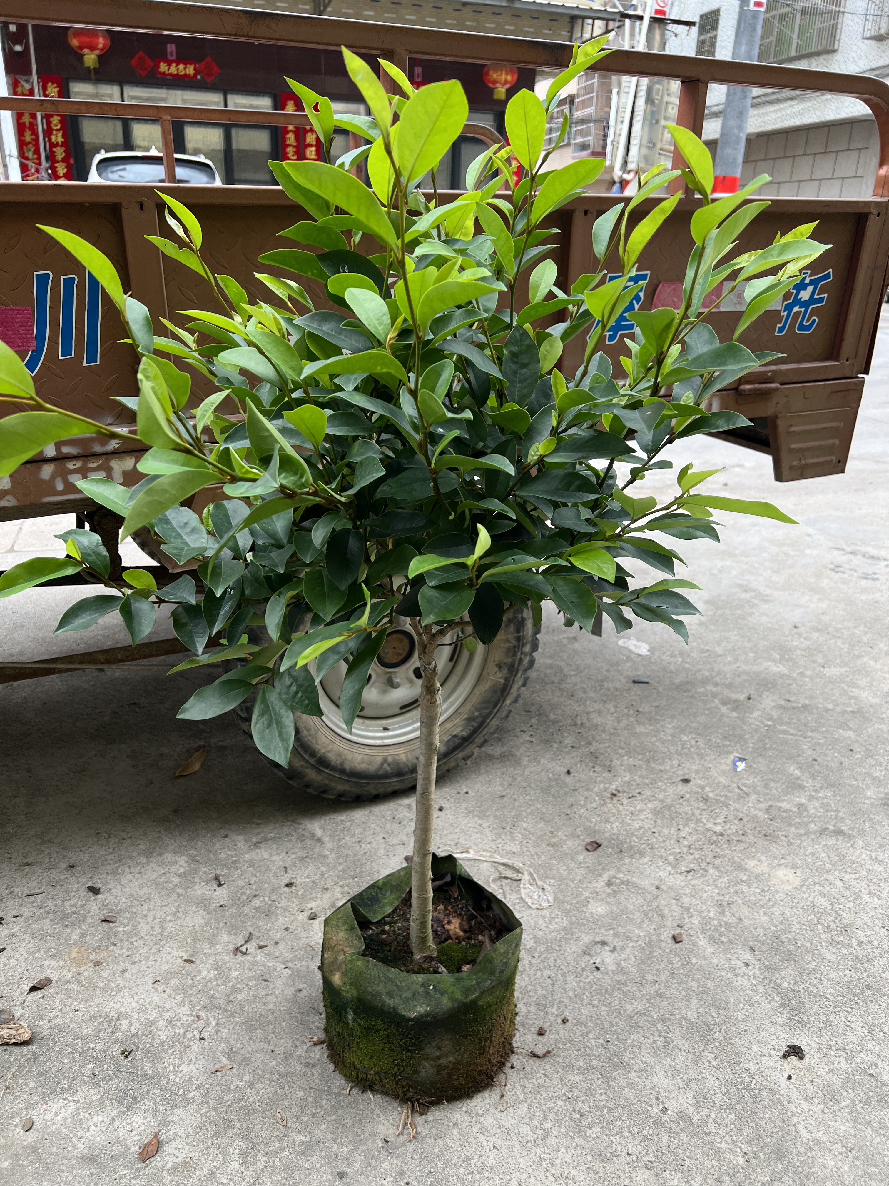 含笑花独干含笑花树苗 带小花苞当年就可以开花了