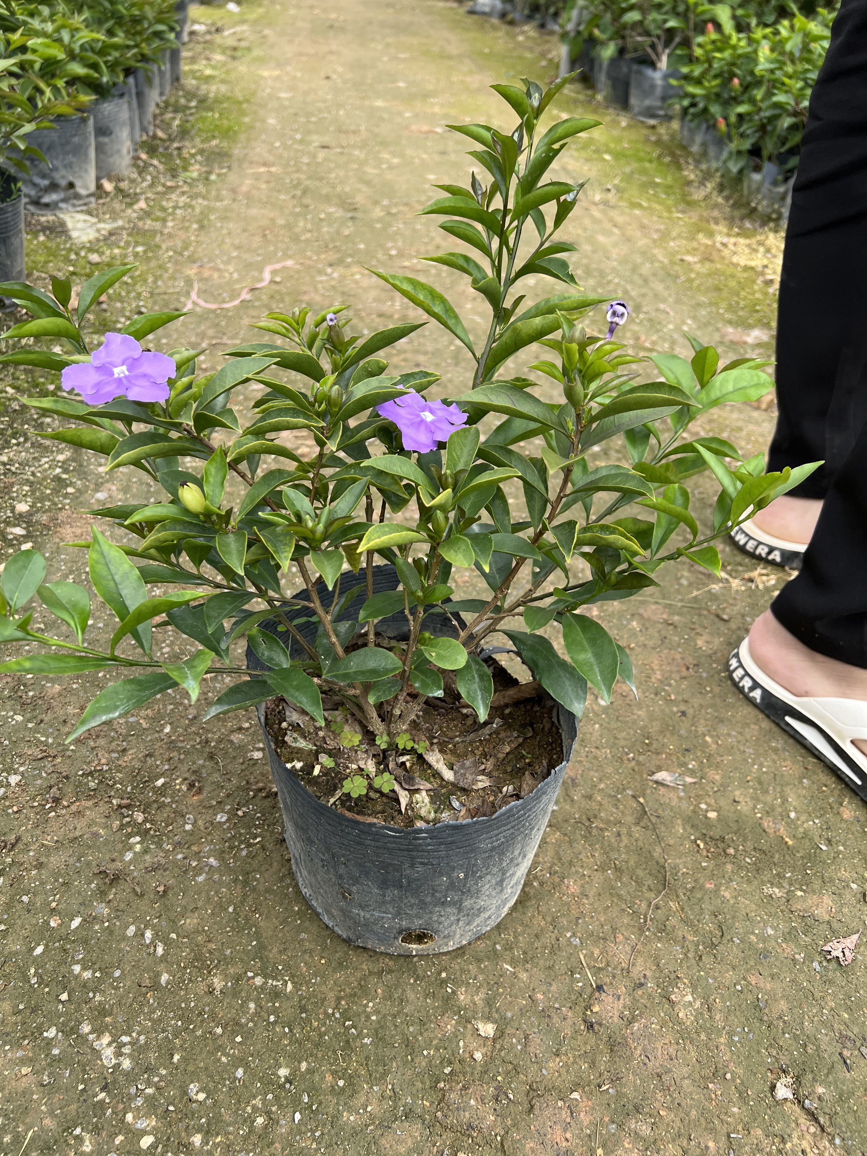 双色茉莉花苗茉莉花苗花卉四季