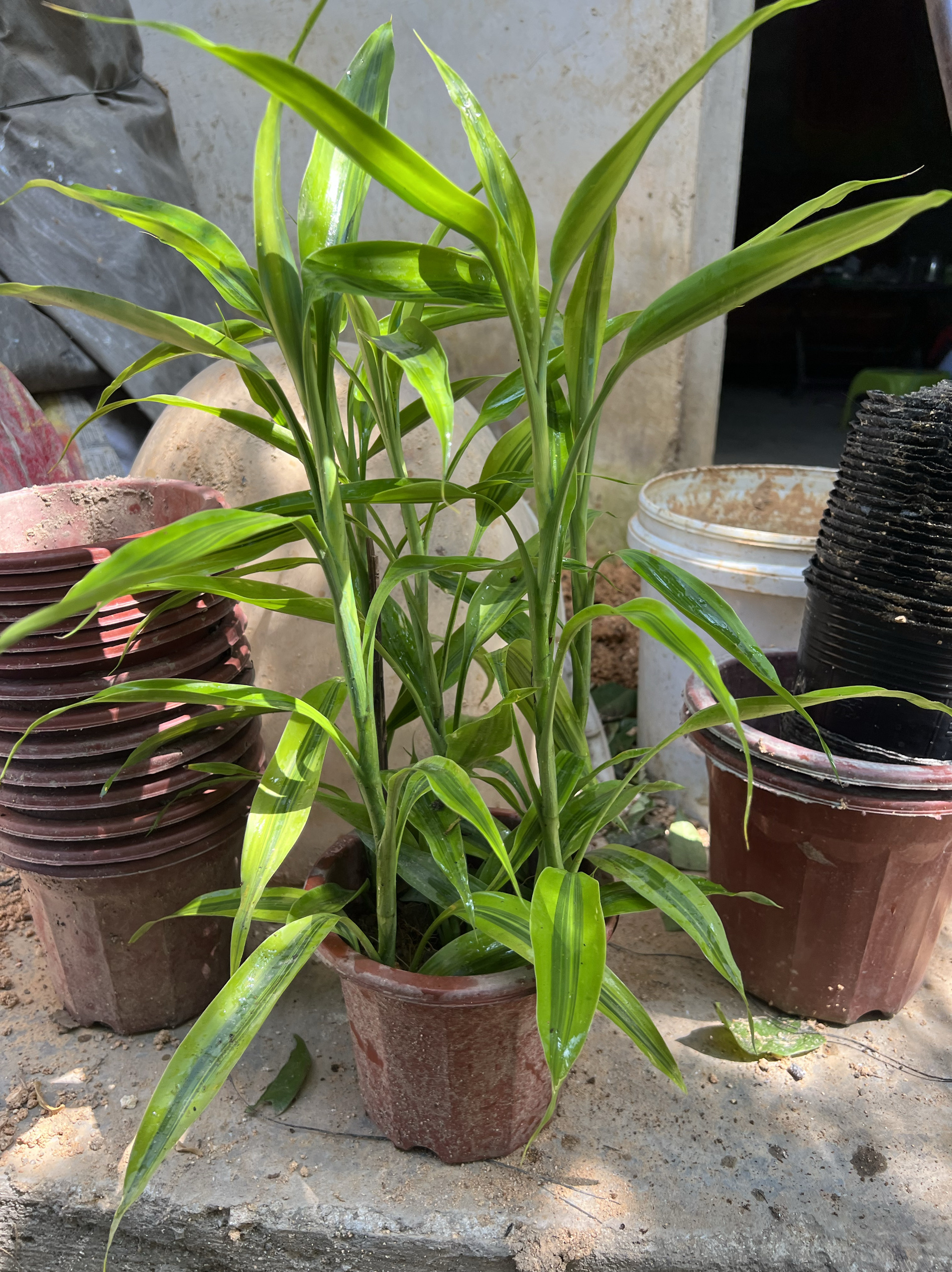 富贵竹金边富贵竹土培富贵竹 一盆5颗 原土原盆发货根部发达易活