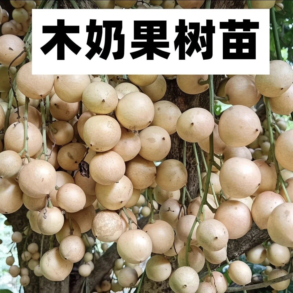 正宗木奶果苗嫁接苗 木奶果明年结果好吃