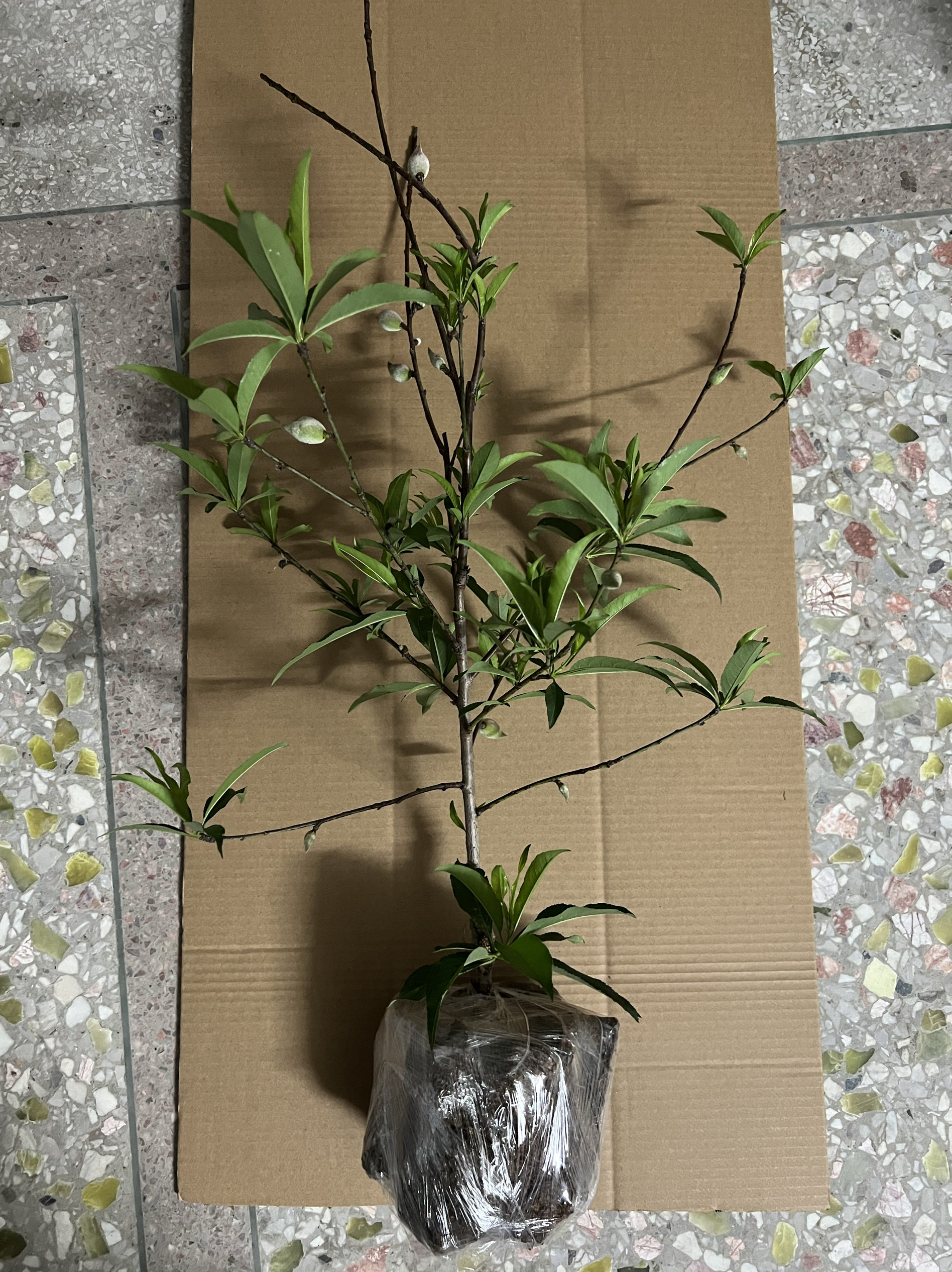 正宗鹰嘴桃 嫁接苗 果树苗 当年结果桃子 大果鹰嘴桃