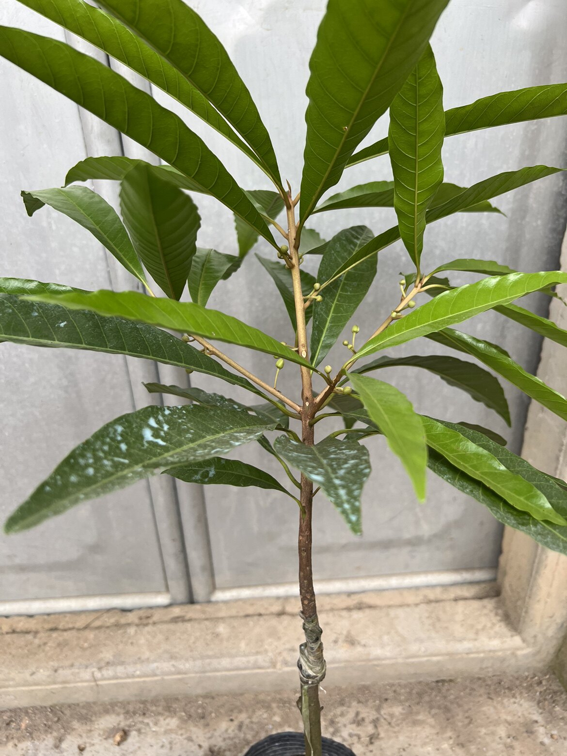 正宗海南仙桃/蛋黄花苗 嫁接 树花苗 蛋黄果