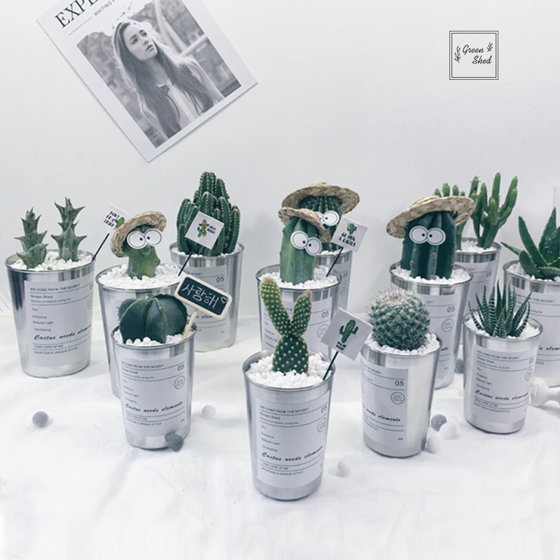 Green Shed | 仙人掌多肉组合植物ins不锈钢杯创意小清新绿植礼物在类目 鲜花速递/花卉仿真/绿植园艺, 花卉/绿植盆栽（新）, 绿植中 - 来自Buy2taobao.com提供专业的淘宝代购服务