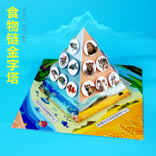 食物链金字塔海陆全套小学生手工