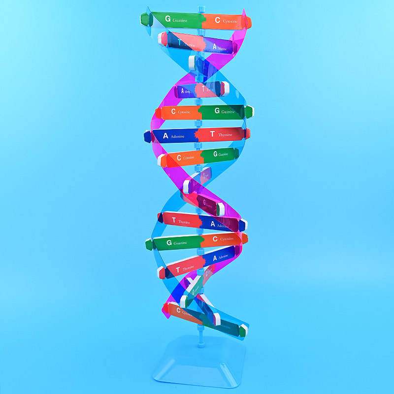 dna双螺旋结构模型手工diy科技小制作人体基因生物科学实验材料包
