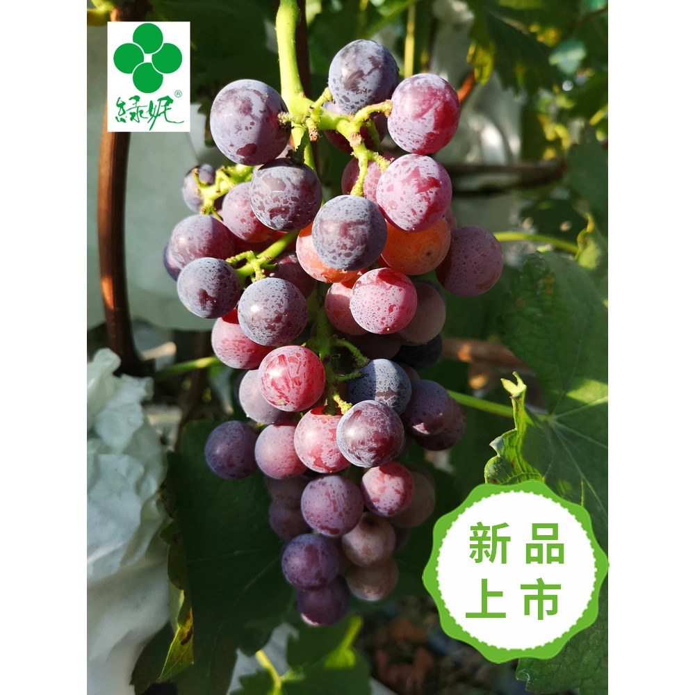 绿妮 无籽现采现摘夏黑葡萄5斤 当季 孕妇水果非新疆巨峰红提包邮