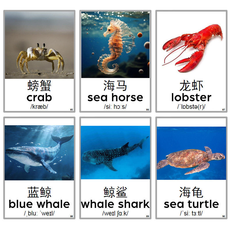 动物实景英语汉字卡片儿童单词音标认知闪卡幼儿早教启蒙教师教具