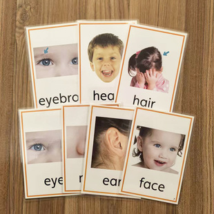 人体身体部位彩图英语单词卡片英文认知五官宝宝语言早教启蒙教具