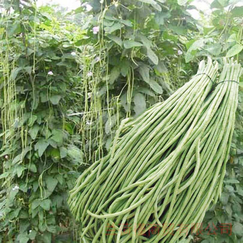压塌架豆角种子架豆芸豆豇豆种子青条长豆角种家庭大田菜园蔬菜籽