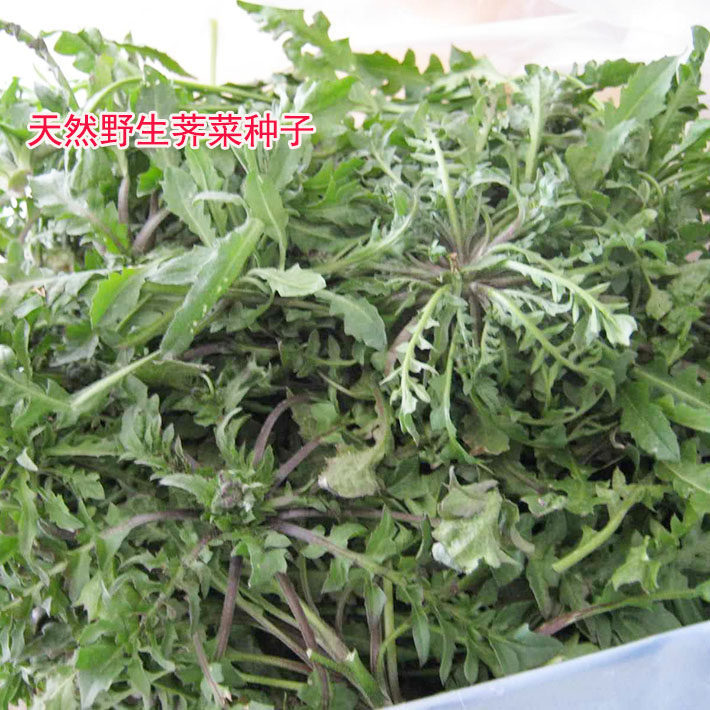农家野生马齿苋清香鲜嫩荠菜种子
